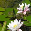 In summer, white water lilies
